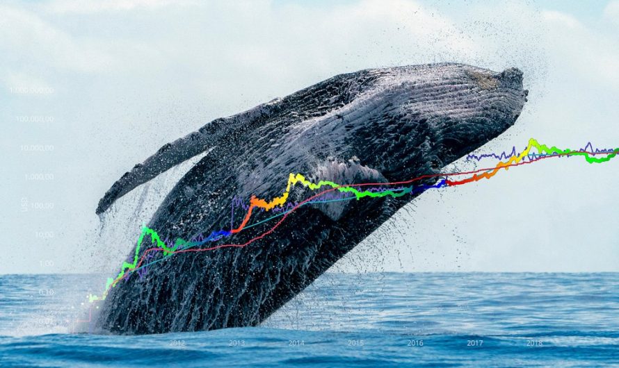 Whales Dominate Post-FTX